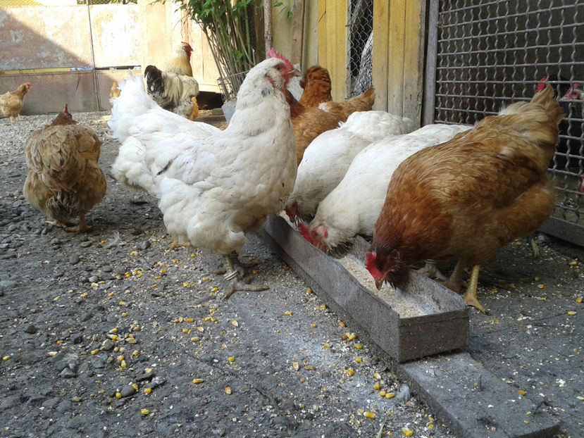  - Găini MATCĂ MATURĂ - eclozate în 2021 - fotografiate miercuri 15 mai 2024