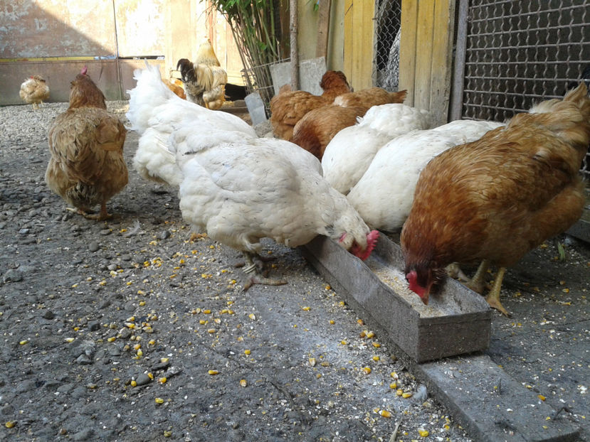  - Găini MATCĂ MATURĂ - eclozate în 2021 - fotografiate miercuri 15 mai 2024