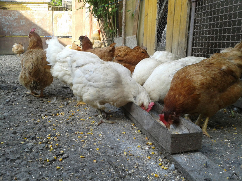  - Găini MATCĂ MATURĂ - eclozate în 2021 - fotografiate miercuri 15 mai 2024