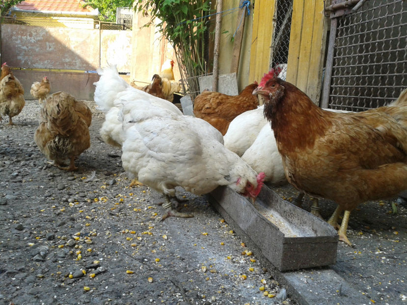  - Găini MATCĂ MATURĂ - eclozate în 2021 - fotografiate miercuri 15 mai 2024