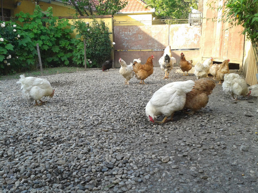  - Găini MATCĂ MATURĂ - eclozate în 2021 - fotografiate miercuri 15 mai 2024