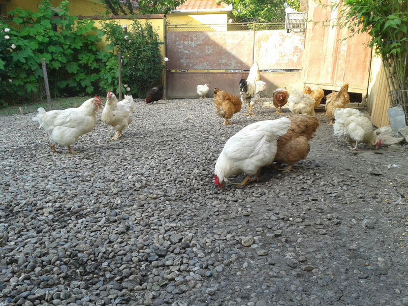  - Găini MATCĂ MATURĂ - eclozate în 2021 - fotografiate miercuri 15 mai 2024