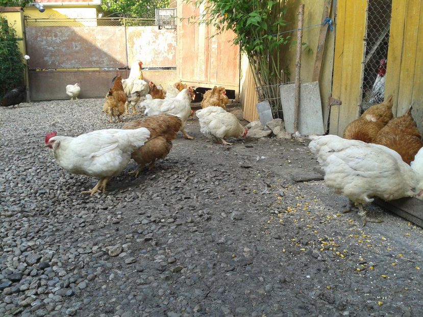  - Găini MATCĂ MATURĂ - eclozate în 2021 - fotografiate miercuri 15 mai 2024