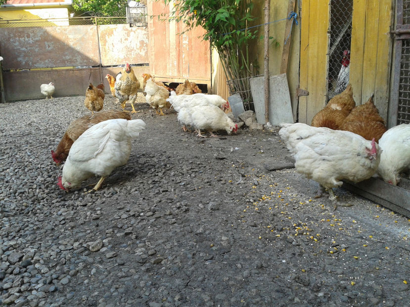  - Găini MATCĂ MATURĂ - eclozate în 2021 - fotografiate miercuri 15 mai 2024