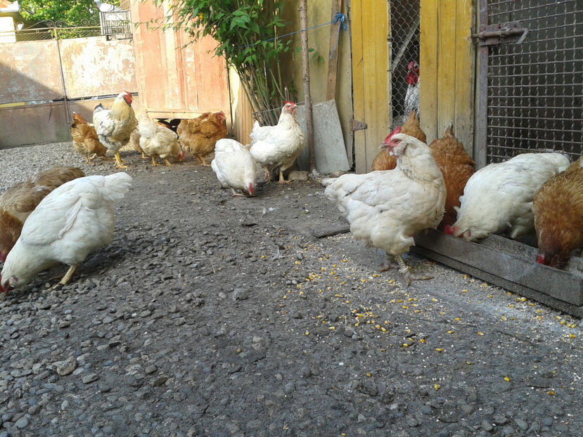  - Găini MATCĂ MATURĂ - eclozate în 2021 - fotografiate miercuri 15 mai 2024