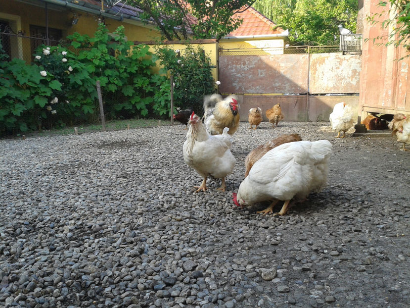  - Găini MATCĂ MATURĂ - eclozate în 2021 - fotografiate miercuri 15 mai 2024