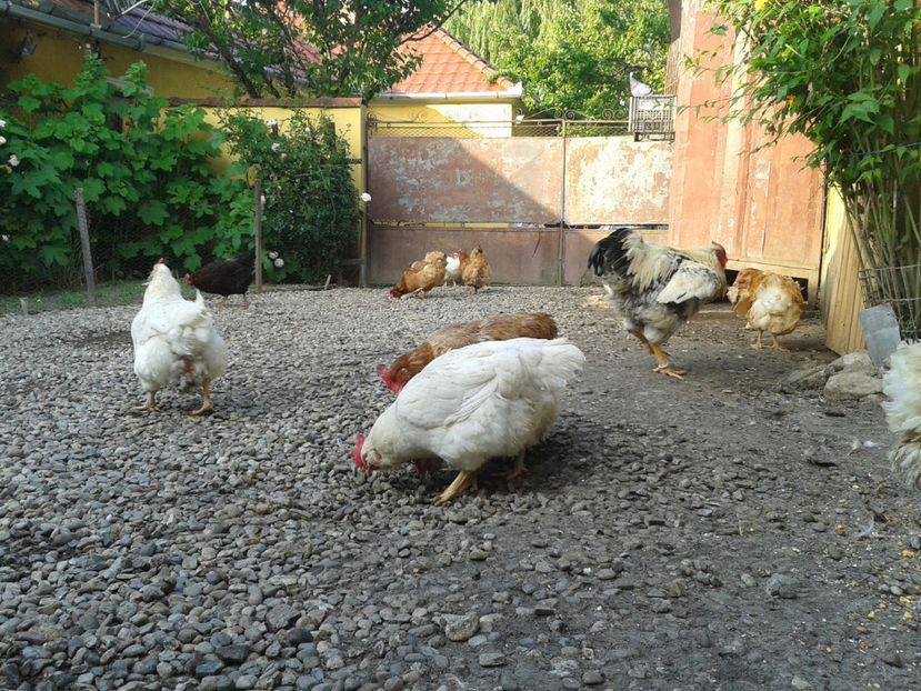  - Găini MATCĂ MATURĂ - eclozate în 2021 - fotografiate miercuri 15 mai 2024