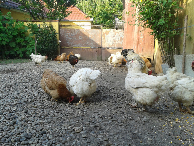  - Găini MATCĂ MATURĂ - eclozate în 2021 - fotografiate miercuri 15 mai 2024