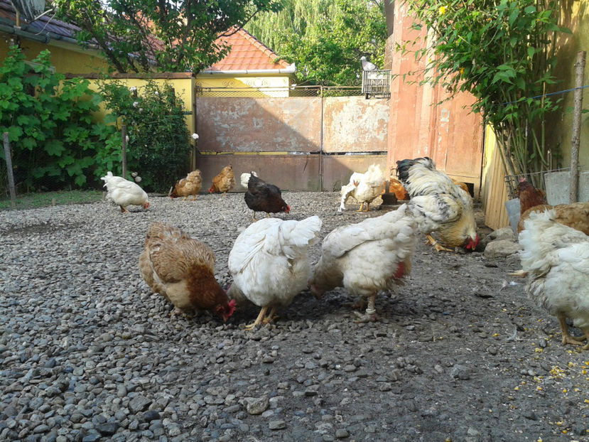  - Găini MATCĂ MATURĂ - eclozate în 2021 - fotografiate miercuri 15 mai 2024