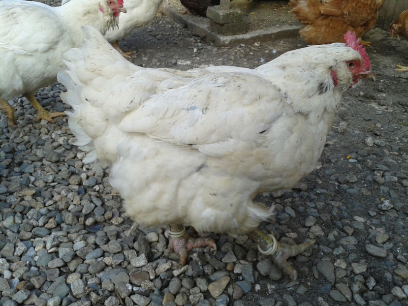  - Găini MATCĂ MATURĂ - eclozate în 2021 - fotografiate miercuri 15 mai 2024