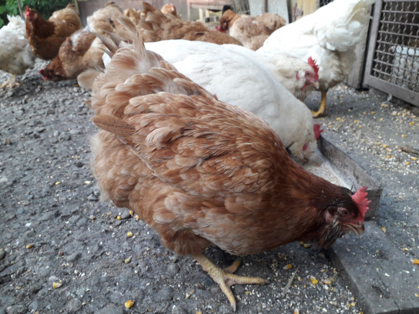  - Găini MATCĂ MATURĂ - eclozate în 2021 - fotografiate miercuri 15 mai 2024