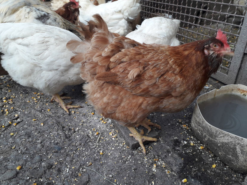  - Găini MATCĂ MATURĂ - eclozate în 2021 - fotografiate miercuri 15 mai 2024