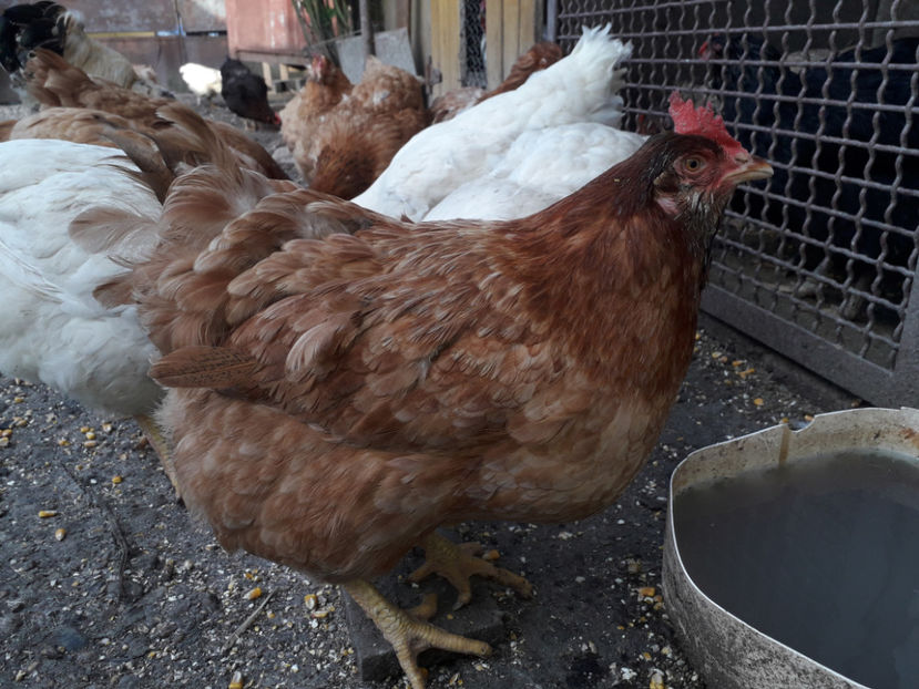  - Găini MATCĂ MATURĂ - eclozate în 2021 - fotografiate miercuri 15 mai 2024