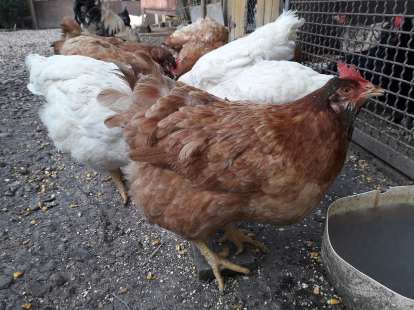  - Găini MATCĂ MATURĂ - eclozate în 2021 - fotografiate miercuri 15 mai 2024