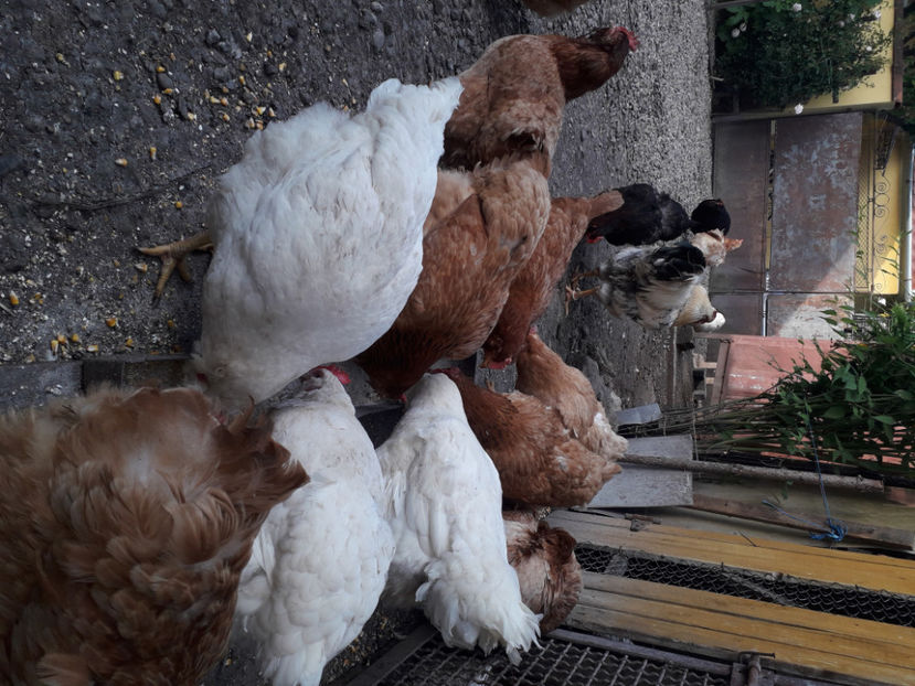  - Găini MATCĂ MATURĂ - eclozate în 2021 - fotografiate miercuri 15 mai 2024