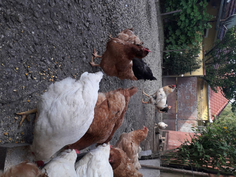  - Găini MATCĂ MATURĂ - eclozate în 2021 - fotografiate miercuri 15 mai 2024