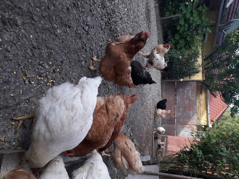  - Găini MATCĂ MATURĂ - eclozate în 2021 - fotografiate miercuri 15 mai 2024