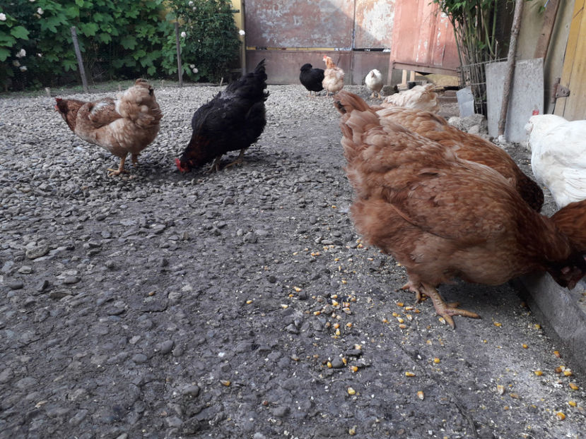  - Găini MATCĂ MATURĂ - eclozate în 2021 - fotografiate miercuri 15 mai 2024