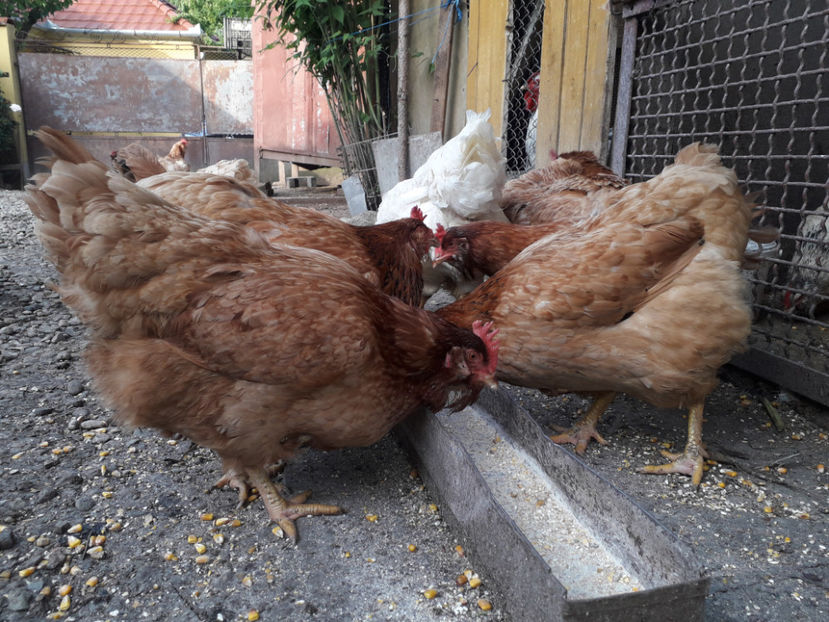  - Găini MATCĂ MATURĂ - eclozate în 2021 - fotografiate miercuri 15 mai 2024