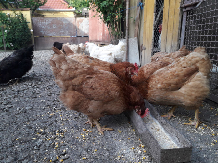  - Găini MATCĂ MATURĂ - eclozate în 2021 - fotografiate miercuri 15 mai 2024