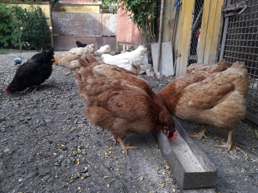  - Găini MATCĂ MATURĂ - eclozate în 2021 - fotografiate miercuri 15 mai 2024