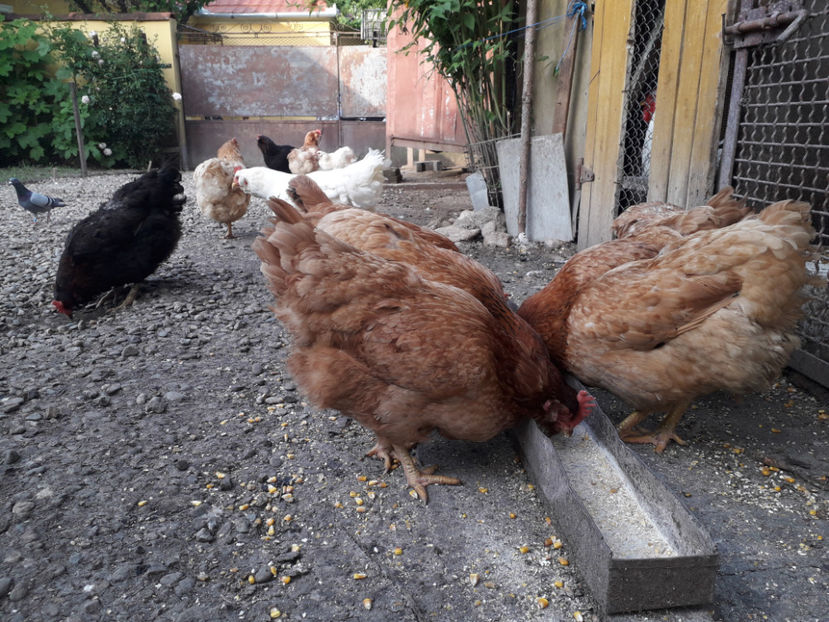  - Găini MATCĂ MATURĂ - eclozate în 2021 - fotografiate miercuri 15 mai 2024