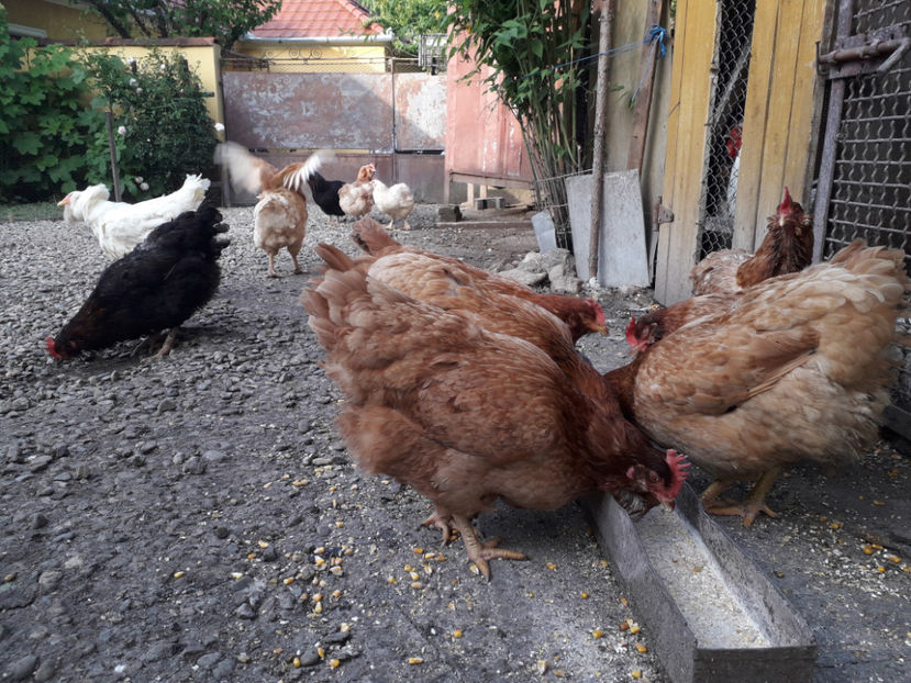  - Găini MATCĂ MATURĂ - eclozate în 2021 - fotografiate miercuri 15 mai 2024