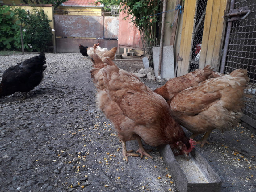  - Găini MATCĂ MATURĂ - eclozate în 2021 - fotografiate miercuri 15 mai 2024