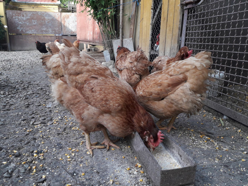  - Găini MATCĂ MATURĂ - eclozate în 2021 - fotografiate miercuri 15 mai 2024