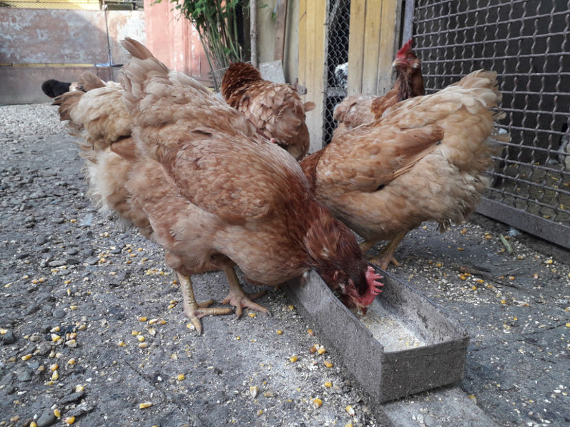  - Găini MATCĂ MATURĂ - eclozate în 2021 - fotografiate miercuri 15 mai 2024