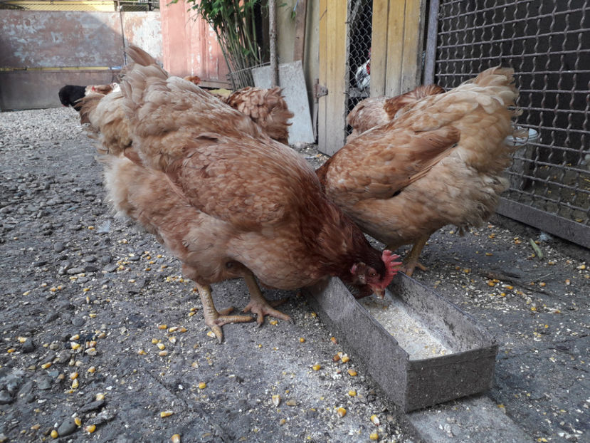  - Găini MATCĂ MATURĂ - eclozate în 2021 - fotografiate miercuri 15 mai 2024