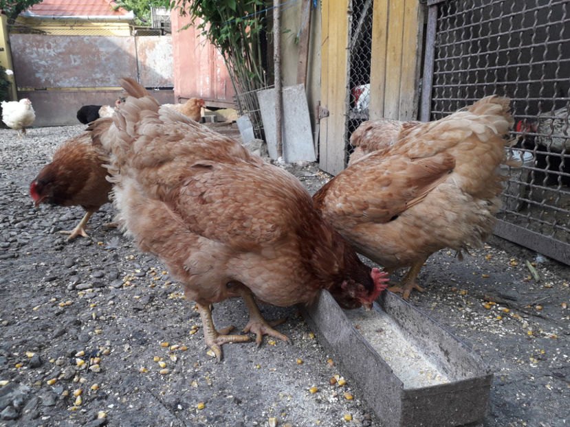  - Găini MATCĂ MATURĂ - eclozate în 2021 - fotografiate miercuri 15 mai 2024