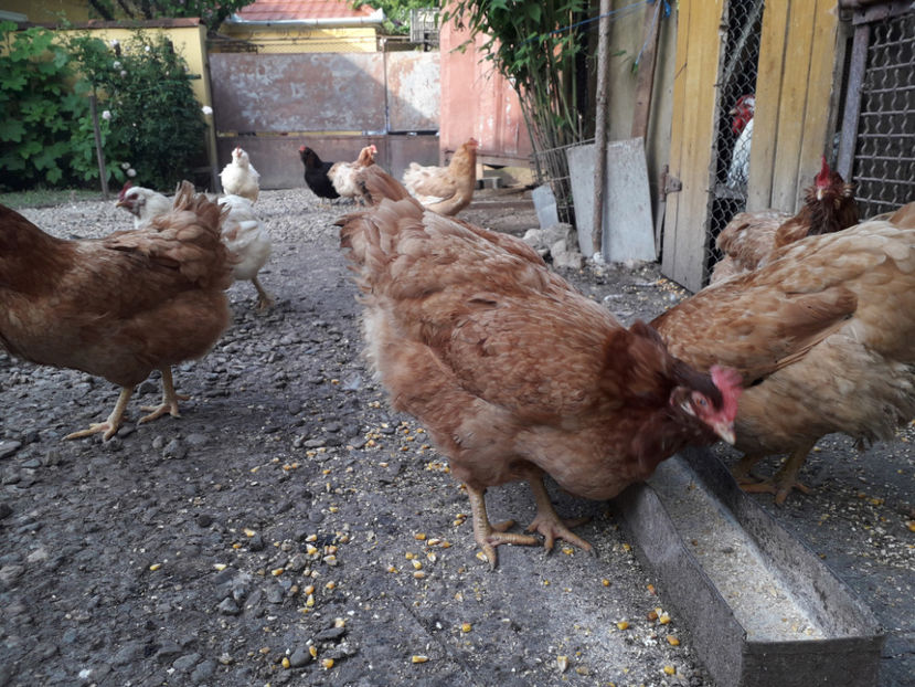  - Găini MATCĂ MATURĂ - eclozate în 2021 - fotografiate miercuri 15 mai 2024