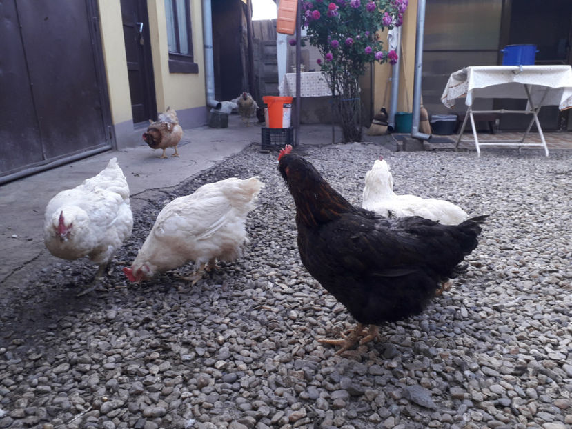  - Găini MATCĂ MATURĂ - eclozate în 2021 - fotografiate miercuri 15 mai 2024