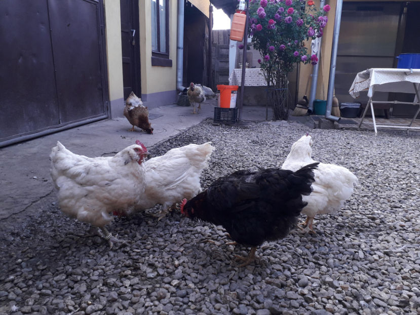  - Găini MATCĂ MATURĂ - eclozate în 2021 - fotografiate miercuri 15 mai 2024