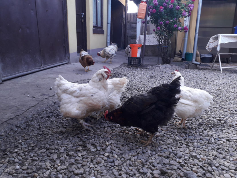  - Găini MATCĂ MATURĂ - eclozate în 2021 - fotografiate miercuri 15 mai 2024