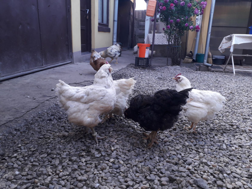  - Găini MATCĂ MATURĂ - eclozate în 2021 - fotografiate miercuri 15 mai 2024