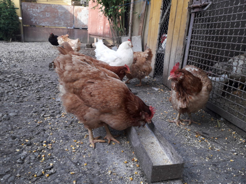  - Găini MATCĂ MATURĂ - eclozate în 2021 - fotografiate miercuri 15 mai 2024