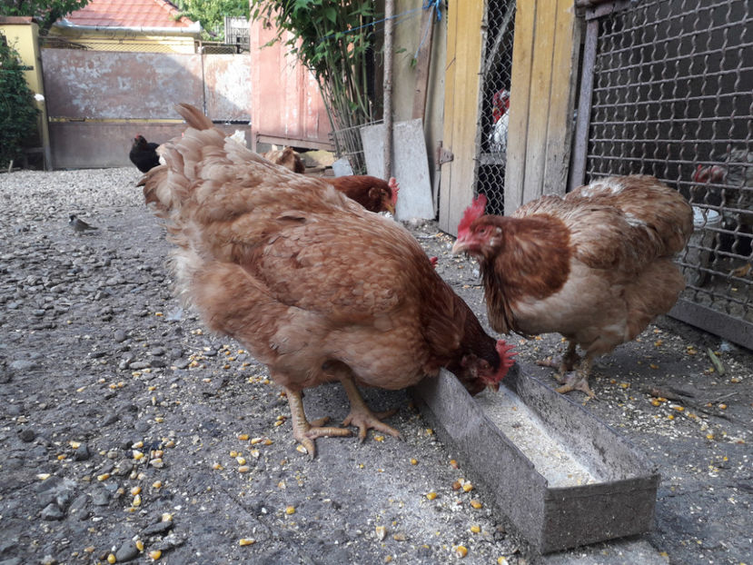  - Găini MATCĂ MATURĂ - eclozate în 2021 - fotografiate miercuri 15 mai 2024