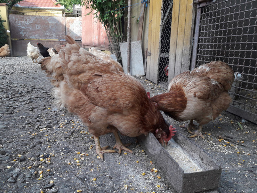  - Găini MATCĂ MATURĂ - eclozate în 2021 - fotografiate miercuri 15 mai 2024