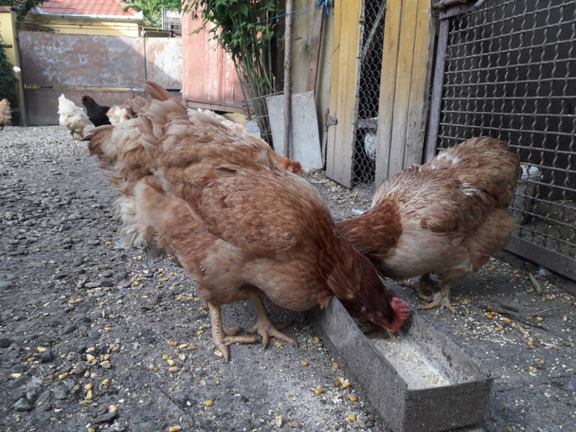  - Găini MATCĂ MATURĂ - eclozate în 2021 - fotografiate miercuri 15 mai 2024