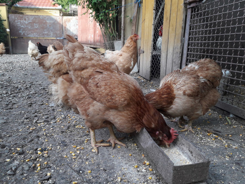  - Găini MATCĂ MATURĂ - eclozate în 2021 - fotografiate miercuri 15 mai 2024