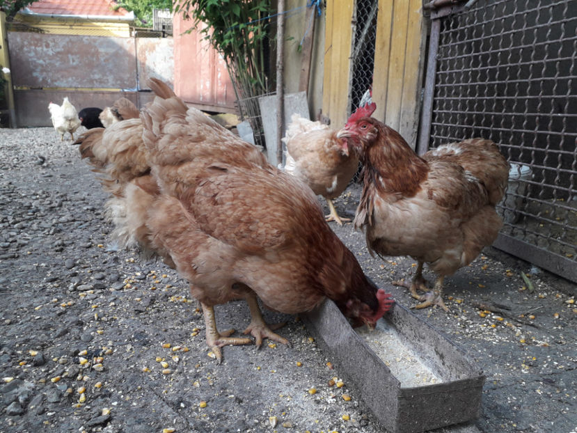  - Găini MATCĂ MATURĂ - eclozate în 2021 - fotografiate miercuri 15 mai 2024