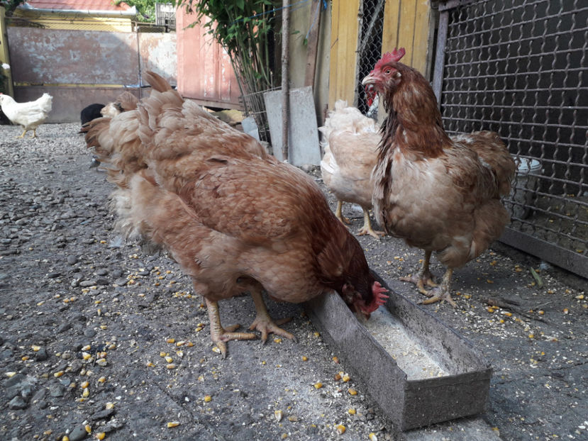  - Găini MATCĂ MATURĂ - eclozate în 2021 - fotografiate miercuri 15 mai 2024