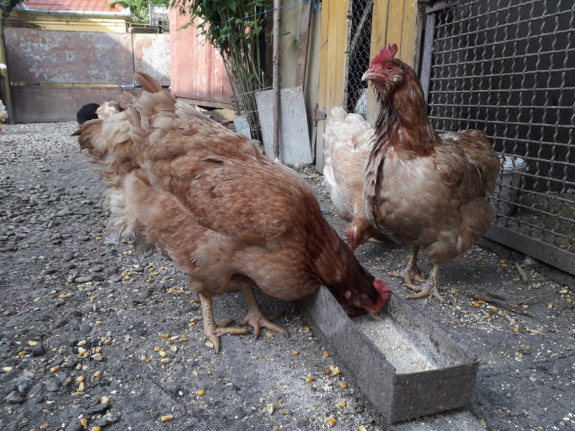  - Găini MATCĂ MATURĂ - eclozate în 2021 - fotografiate miercuri 15 mai 2024