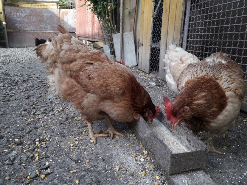  - Găini MATCĂ MATURĂ - eclozate în 2021 - fotografiate miercuri 15 mai 2024