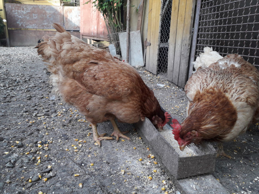  - Găini MATCĂ MATURĂ - eclozate în 2021 - fotografiate miercuri 15 mai 2024