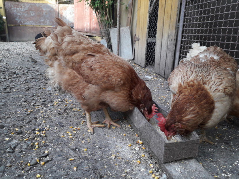  - Găini MATCĂ MATURĂ - eclozate în 2021 - fotografiate miercuri 15 mai 2024