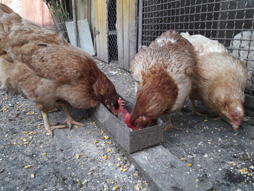  - Găini MATCĂ MATURĂ - eclozate în 2021 - fotografiate miercuri 15 mai 2024