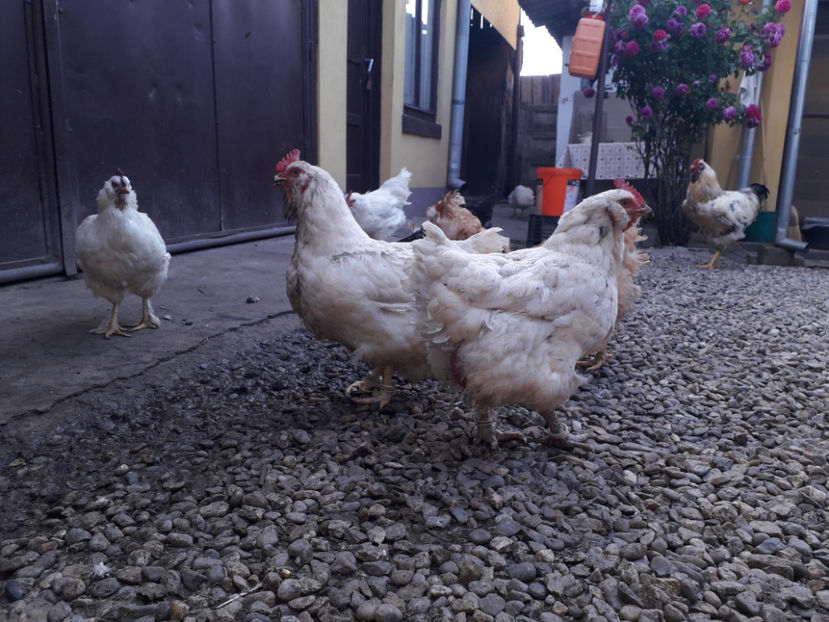  - Găini MATCĂ MATURĂ - eclozate în 2021 - fotografiate miercuri 15 mai 2024